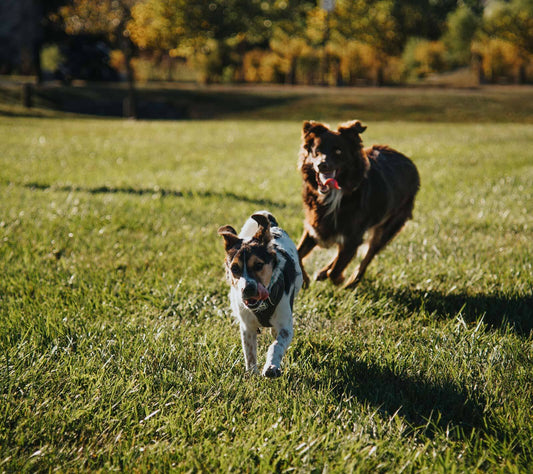 Bath Time! 5 Benefits of Regularly Washing Your Pet